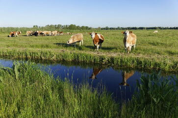 Kühe auf der Weide © Boettcher